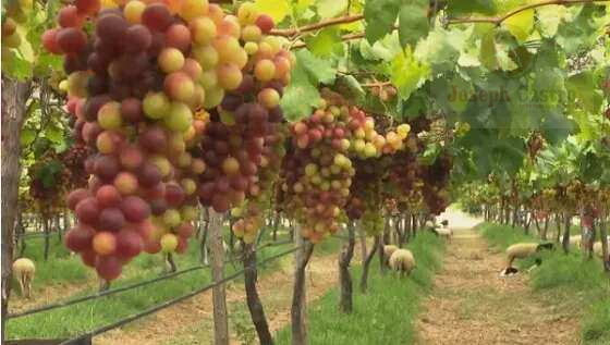 Chácara à venda, 120.000m² - Área Rural de Petrolina,Petrolina