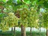 Chácara à venda, 120.000m² - Área Rural de Petrolina,Petrolina